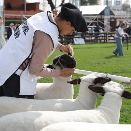 Expo Rural Prado 2024 (106)