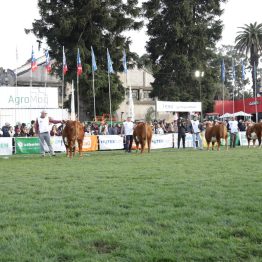 Expo Rural Prado 2024 (173)