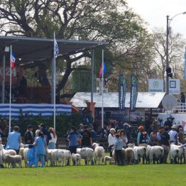 Expo Rural Prado 2024 (176)