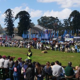 Expo Rural Prado 2024 (177)