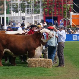 Expo Rural Prado 2024 (180)