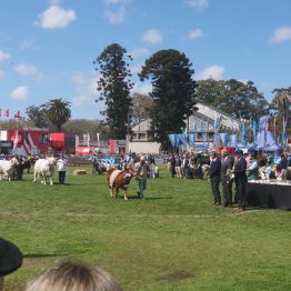 Expo Rural Prado 2024 (186)