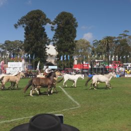 Expo Rural Prado 2024 (187)