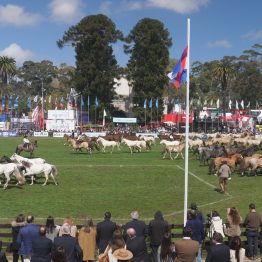 Expo Rural Prado 2024 (194)