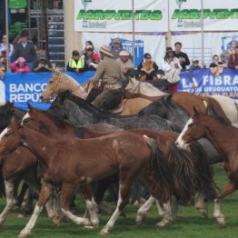 Expo Rural Prado 2024 (196)