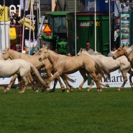 Expo Rural Prado 2024 (205)