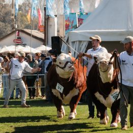 Expo Rural Prado 2024 (254)