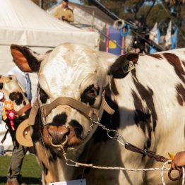 Expo Rural Prado 2024 (262)