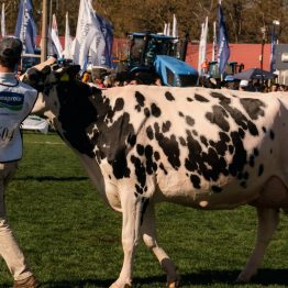 Expo Rural Prado 2024 (263)