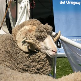 Expo Rural Prado 2024 (270)