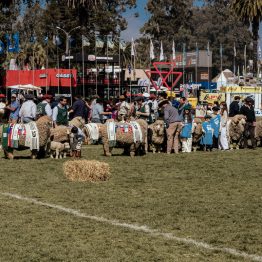 Expo Rural Prado 2024 (48)