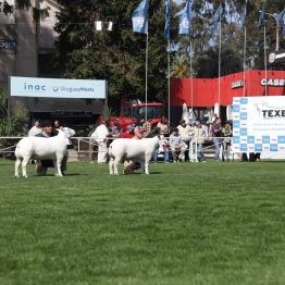 Expo Rural Prado 2024 (90)