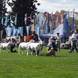 Expo Rural Prado 2024 (91)